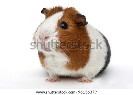 guinea pig on a white background Royalty-Free Stock Photo #96136379