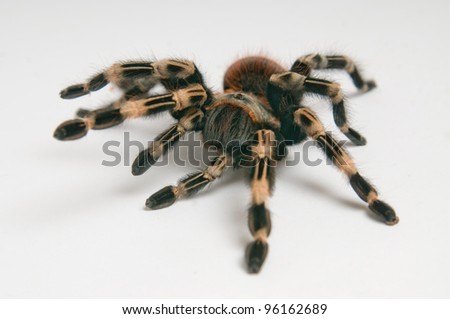 Brazilian whiteknee tarantula closeup against white background.