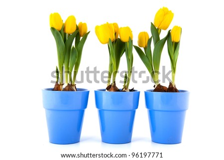 Yellow tulips in purple flower pots isolated over white background