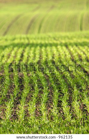 summer in the countryside  in denmark, green lines in  a field