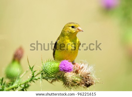 Female goldfinch perched on purple bull thistle flower