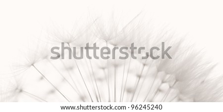 Dandelion and seeds, colored black and white photo.