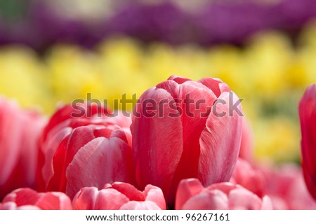 a close-up picture of vibrant tulips