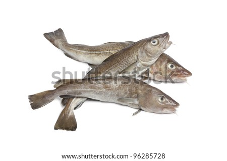 Fresh raw atlantic cod fishes isolated on white background