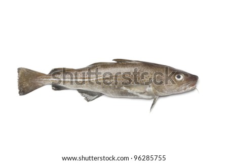 Single fresh raw atlantic cod fish isolated on white background