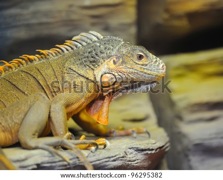 Young brown iguana reptile
