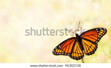 Viceroy butterfly on a dreamy light background, a business card design