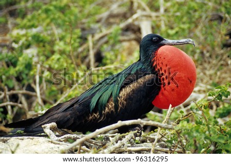 Male Frigate Bird in the Mating Season Royalty-Free Stock Photo #96316295