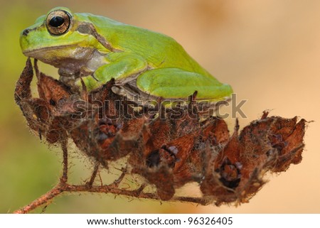 Tyrrhenian Tree Frog (Hyla sarda) laid on dry plant