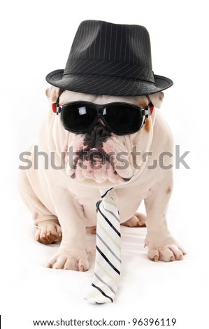 Bulldog Wearing Sunglasses, Hat and Tie