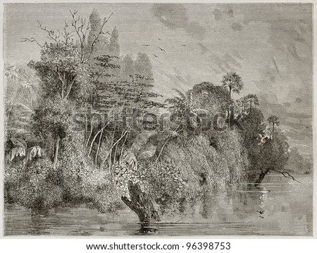 Vegetation along Amazon river channels. Created by Riou, published on Le Tour du Monde, Paris, 1867