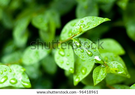 close up of water drops on fresh green leaves background Royalty-Free Stock Photo #96418961