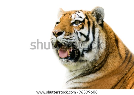Roaring tiger - isolated on white background