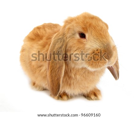 Orange lop rabbit bunny isolated on white