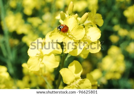 Little ladybug on a rapeseed flower in springtime.