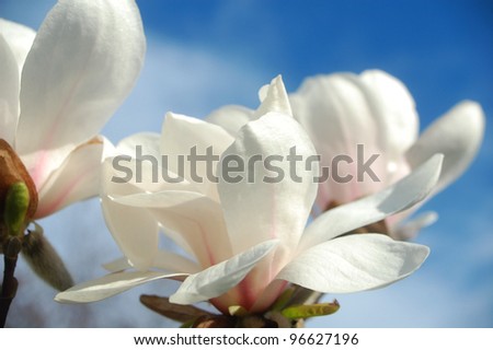 Close up  of magnolia flowers in springtime.
