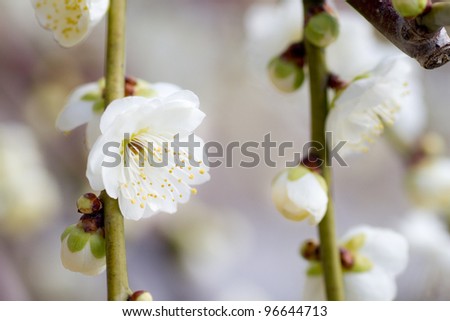 white plum blossoms in Japanese garden