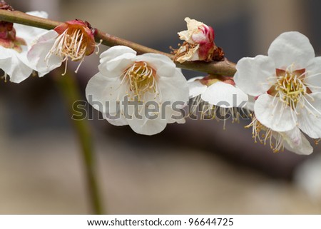 white plum blossoms in Japanese garden
