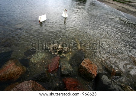 swans swimming on the sea in denmark