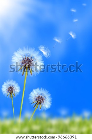 Dandelion flower field over blue sky Royalty-Free Stock Photo #96666391