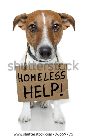Homeless dog