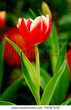 red charming tulip in the garden
