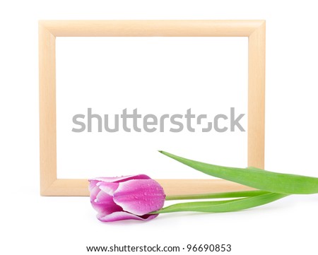frame with tulip isolated on a white