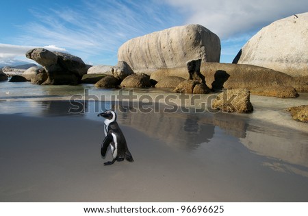 Jackass Penguin Cape Town Royalty-Free Stock Photo #96696625