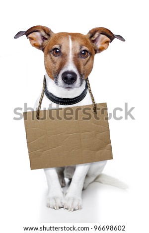 Dog with empty cardboard and relax looking