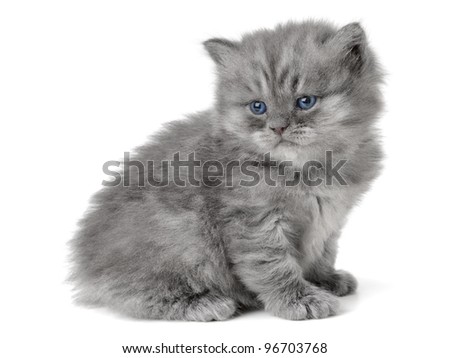 small british  kitten the age of 1 month on the white background