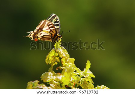 Monarch butterfly on a leaf over a green background