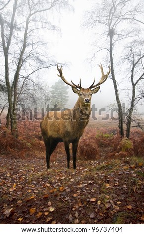 Beautiful image of red deer stag in forest landscape of foggy misty forest in Autumn Fall Royalty-Free Stock Photo #96737404