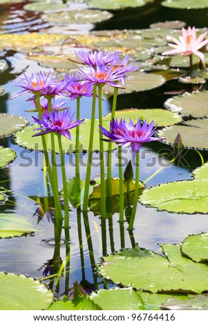 water lily Royalty-Free Stock Photo #96764416