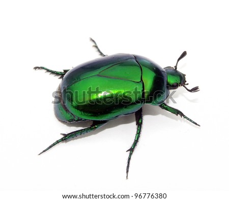 Green Bedbug on white background.Green beetle on white background.
