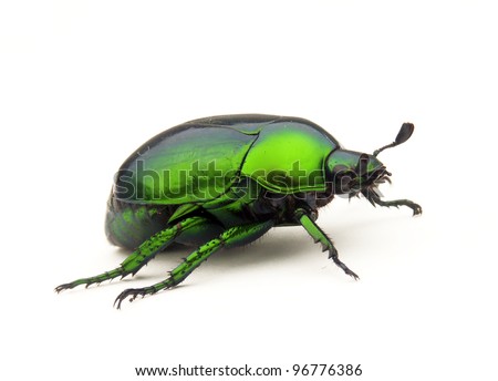 Green Bedbug on white background.Green beetle on white background.