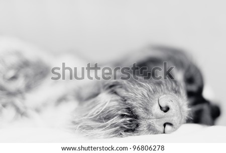 Wire-haired pointer asleep, focus on nose, black and white photo.