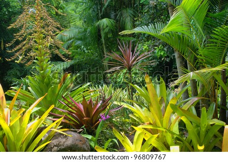Tropical Garden in Cairns, North Queensland, Australia Royalty-Free Stock Photo #96809767
