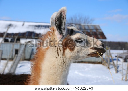 The llama in winter time (Lama glama) is a South American camelid, widely used as a meat and pack animal by Andean cultures since pre-Hispanic times.