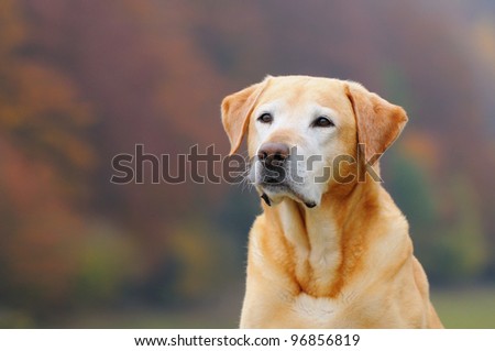 Labrador Retriever dog in autumn