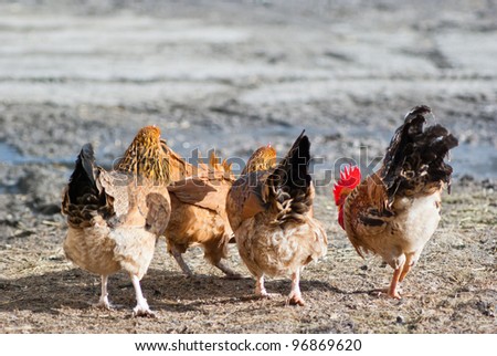 Image shows chicken searching for food, chicken series