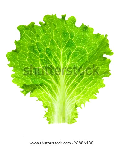 Fresh Lettuce / one leaf isolated on white background / close-up Royalty-Free Stock Photo #96886180