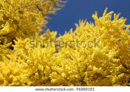 Blossom of mimosa, Acacia derwentii plant with yellow flowers on blue background