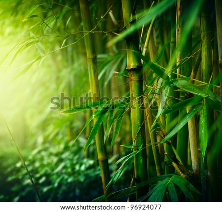 Bamboo Forest Royalty-Free Stock Photo #96924077