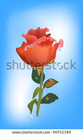 illustration with orange rose flower in drops