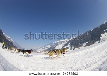 sled dog race in winter on snow in Lenk / Switzerland 2012