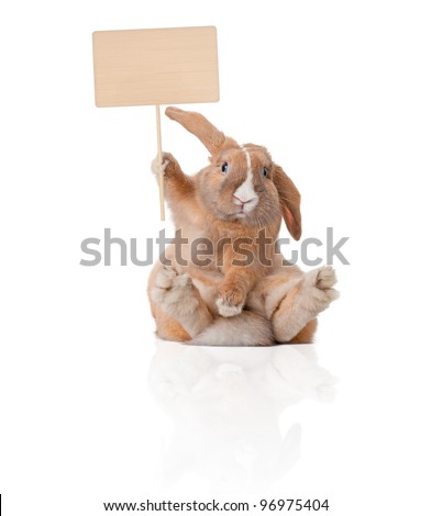 Cute and beautiful rabbit sitting. Sign in his paw over his head. Isolated on white background, reflection, a lot of copy space.