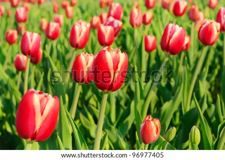 Red beautiful tulips field in spring time