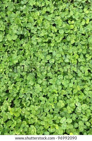 Background of Green Shamrock Clover