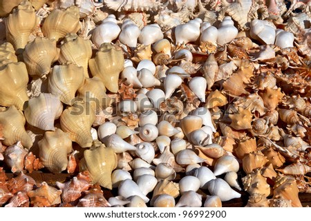 collections of white and yellow sea shells