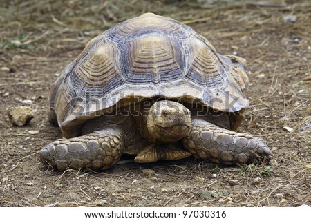Giant tortoise Royalty-Free Stock Photo #97030316